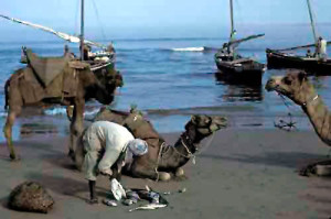 A man loading his fish onto camels on the Makran Coast of Pakistan, Gwadar 1981 Picture by Christine Osborne