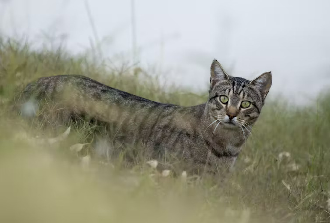 could-feral-animals-in-australia-become-distinct-species-a-sense-of